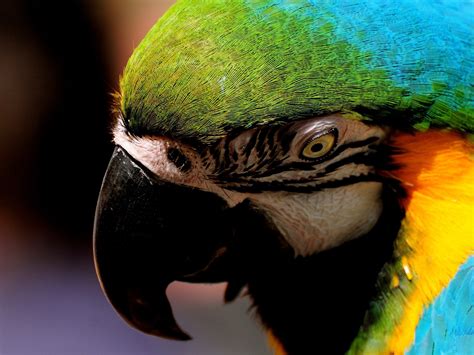 Parrot Beak Colorful Bird Photography Hd Wallpaper Preview