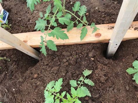 Expert How To Pruning And Trellising Tomatoes For Success Two Oaks