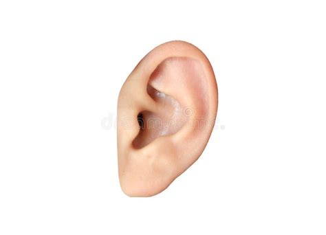 20656 Human Ear Stock Photos Free And Royalty Free Stock Photos From