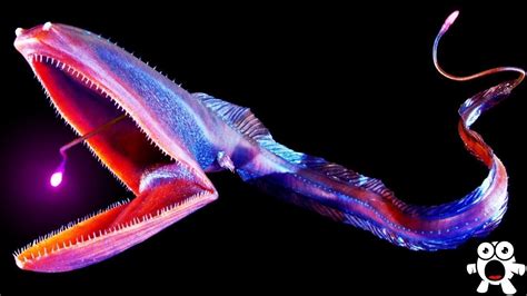 Top 198 Strange Deep Sea Animals
