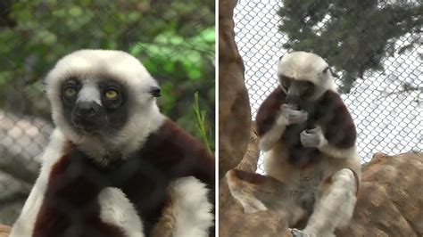 San Francisco Zoo Welcomes 2 Rare Sifaka Lemurs Abc7 San Francisco