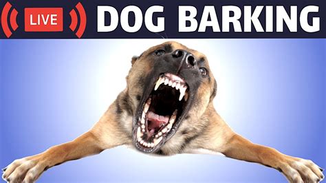 Dog Barking Sound Dogs Barking Live Bark Youtube