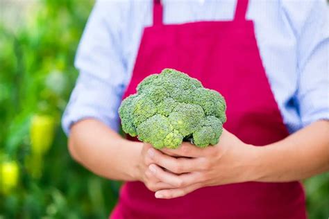 When To Pick Broccoli Know When Its Ready To Harvest Grower Today
