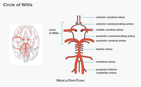 Thomas willis first described this vascular anatomy in 1664. Circle of Willis: Anatomy, function, and what to know in ...