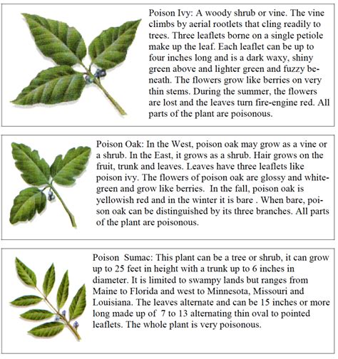 Poison Ivy Identification Chart