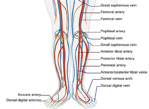 Lower Leg Vascular Anatomy