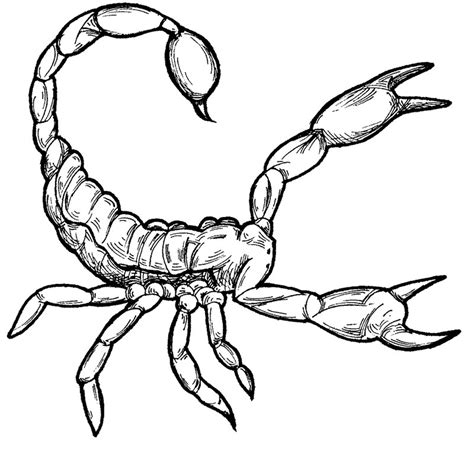 Free Printable Scorpion Coloring Pages For Kids