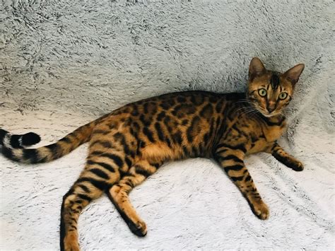 Bengal Kater Katze Kitten Saarlouis Roden Haustier Anzeiger
