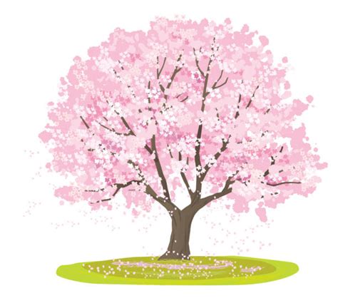 Cherry Blossom Tree Illustrations Royalty Free Vector Graphics And Clip