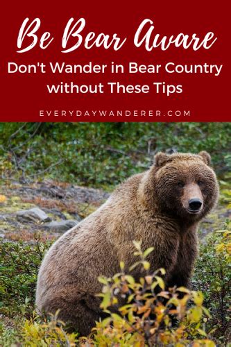 Bear Safety Tips Be Bear Aware By Following These Tips For Camping