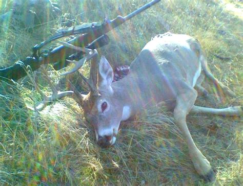 Hunter Bags Whitetail Buck Thief Steals Meat The Spokesman Review