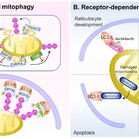 Receptors And Adaptors Of Mitophagy A Mitophagy Adaptors Have Both