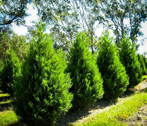 Leyland Cypress Trees Privacy Landscaping Leyland Cypress Evergreen
