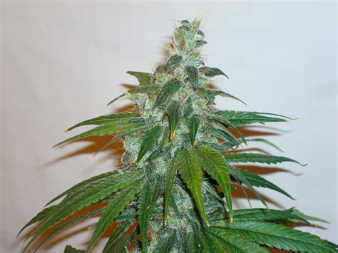 Cuenta ademas con directorio de empresas, foros, y chat. Las etapas de floración del cannabis semana a semana
