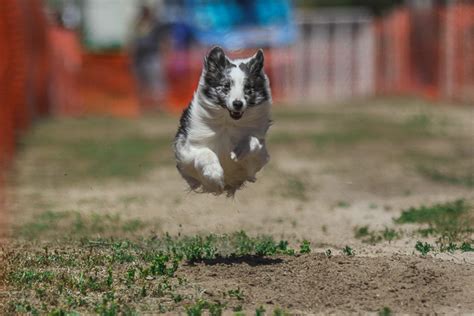 How To Get Amazing Dog Photography Action Shots