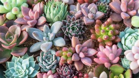 Succulent Aesthetic Desktop Wallpapers On Wallpaperdog