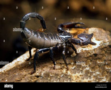 Imperial Or Emperor Scorpion Pandinus Imperator West Africa Stock