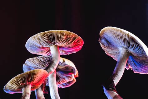 The Next Big Trend In Mental Health Treatments Psychedelic Therapy