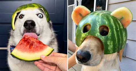 Worlds Greatest Gallery Of Dogs In Watermelon Helmets