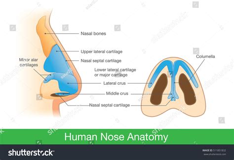 Human Nose Anatomy Diagram