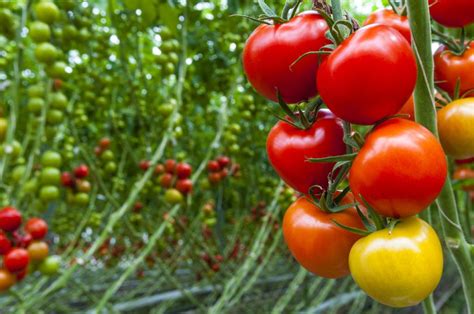 Tomato Growing In A Greenhouse Kellogg Garden Organics