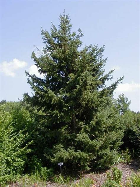 Picea Glauca Densata Black Hills Spruce Eberts Greenhouse