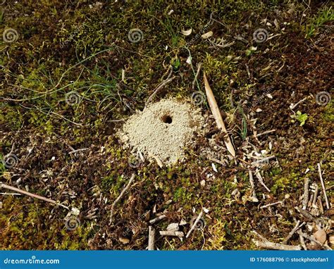 Small Hole And Dirt Mound From Ground Bee Insect Stock Photo Image Of