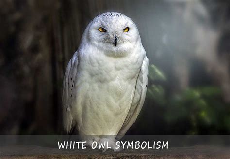White Owl Symbolism | Quick Guide About The Meaning of White Owls