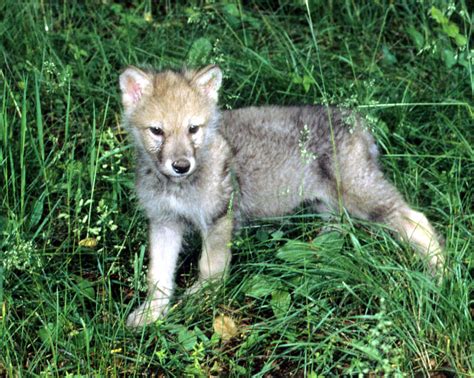 Gray Wolf Cub Photograph By Larry Allan Pixels