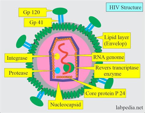 Human Immunodeficiency Virus Hiv Aids Acquired Immunodeficiency
