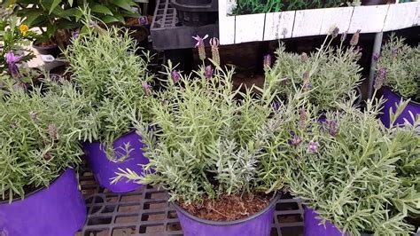 You can see reviews of companies by clicking on them. Buy Lavender Seeds 100% Organic Top Quality - Grow Food Guide