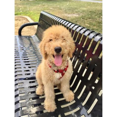 Healthy, smart and great family dogs! F1b Goldendoodle Male Puppy | F1b goldendoodle ...