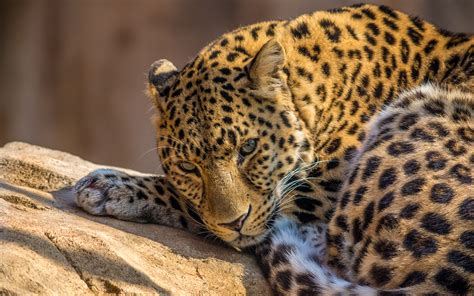 Zoo Leopard Wallpaper High Definition High Quality Widescreen