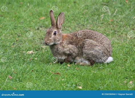 Wild Brown Rabbit In The Park Stock Photo Image Of Rabbits Green