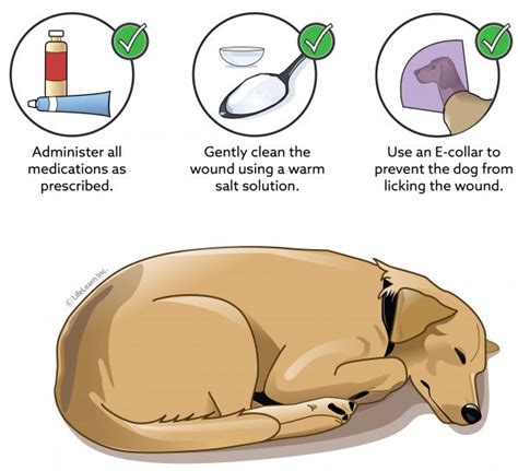 By following this guide on how to clean a dog wound, you should be equipped to patch up your pooch in times of need. Care of Open Wounds in Dogs | VCA Animal Hospital