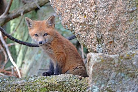 Red And Gray Foxes Wildlife Rescue League