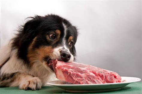 However, can cats eat ham? Kidney Disease in Dogs Part 2 - Question Low Protein Dog ...
