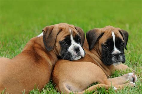 Boxer Puppies Rescue Pictures Information Temperament