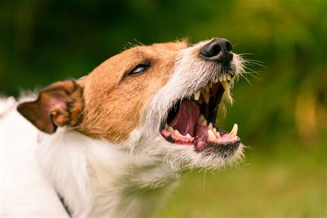 Why Does Your Dog Bite Highland Canine Training