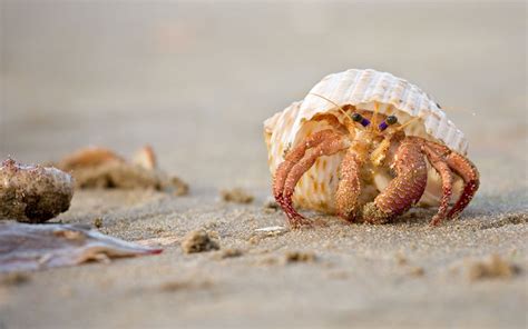 Qué son las conchas de mar y por qué debes dejarlas en la playa
