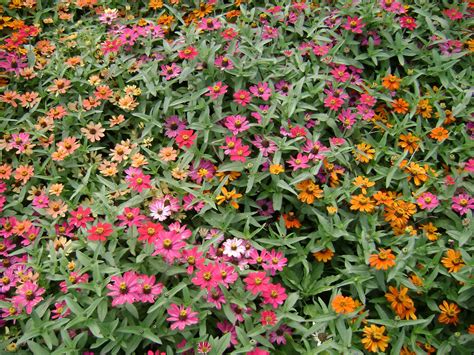 Profusion Zinnias Dwarf Long Blooming Variety Heat And Drought