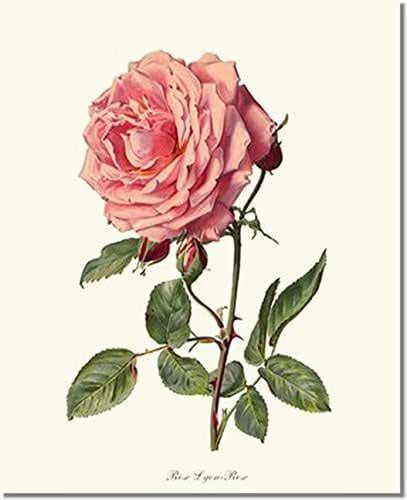 Pink Rose Print Vintage Botanical Art Rose Lyon Handmade