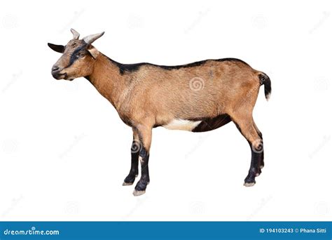 Goat Standing Isolated On White Background Female Goat Animal Isolated