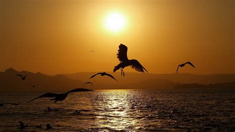 Animals Birds Nature Seascape Wings Sunset Sunrise Sun Water Reflection