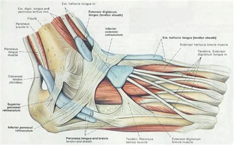 Ligaments and tendons are made of dense layered collagen fibers, called fibrous connective. Foot (Anatomy): Bones, Ligaments, Muscles, Tendons, Arches ...