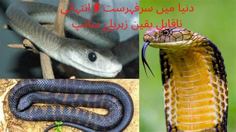 Top 5 Most Venomous Snakes In The World Youtube