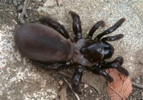 Wafer Lid Trapdoor Spider Whats That Bug