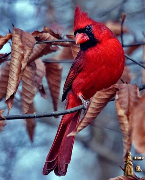 Northern Cardinal Cardinalis Cardinalis By Bill Garber Cardinal