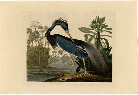 rare prints louisiana heron edition of 500 princeton audubon prints