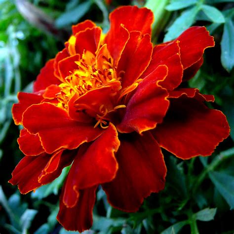 These flowers are harvested when they are not fully bloomed and then hung upside down to dry. FLOWERS THAT BLOOM IN MAY